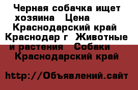 Черная собачка ищет хозяина › Цена ­ 100 - Краснодарский край, Краснодар г. Животные и растения » Собаки   . Краснодарский край